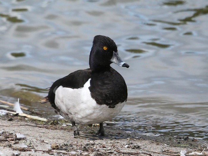 Ring-necked Duck