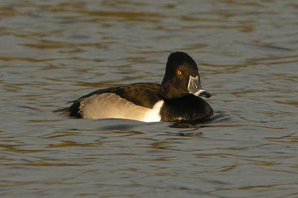 Ring-necked Duck