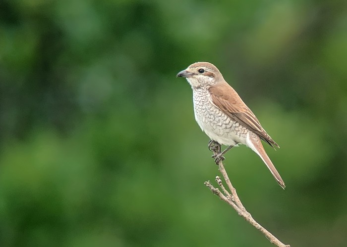 Red-backed Shrike