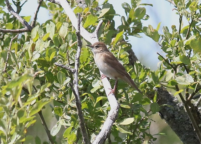 Savi's Warbler