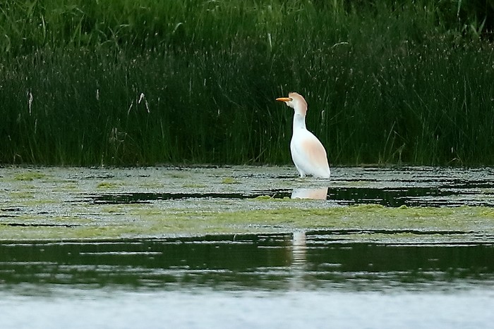 Cattle Egret