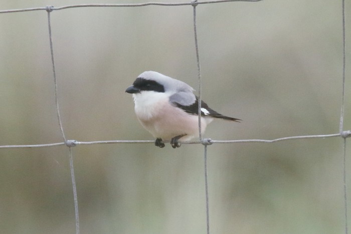 Lesser Grey Shrike