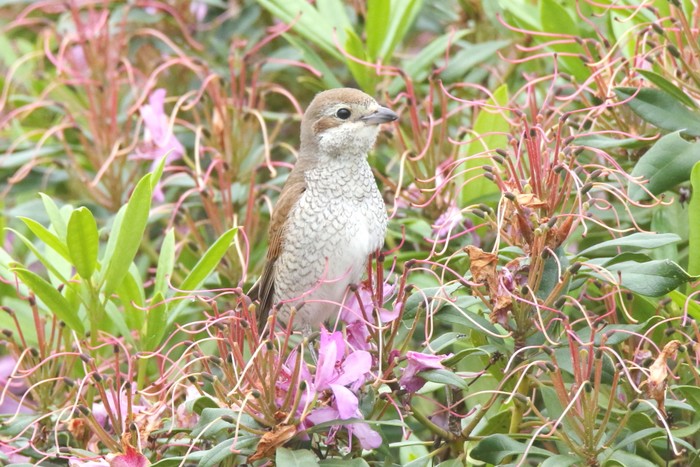 Red-backed Shrike