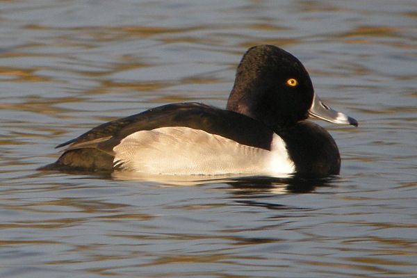 Ring-necked Duck