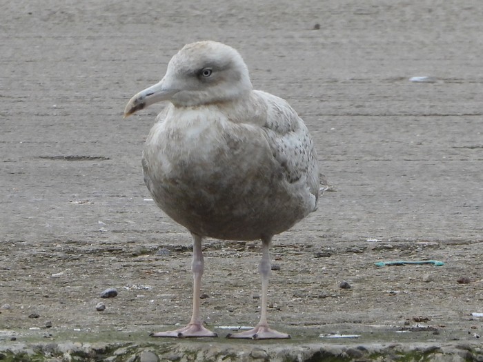 Glaucous Gull