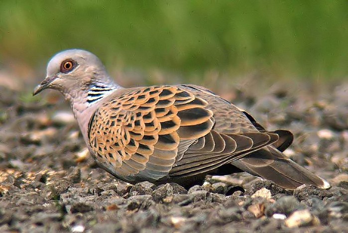 Turtle Dove