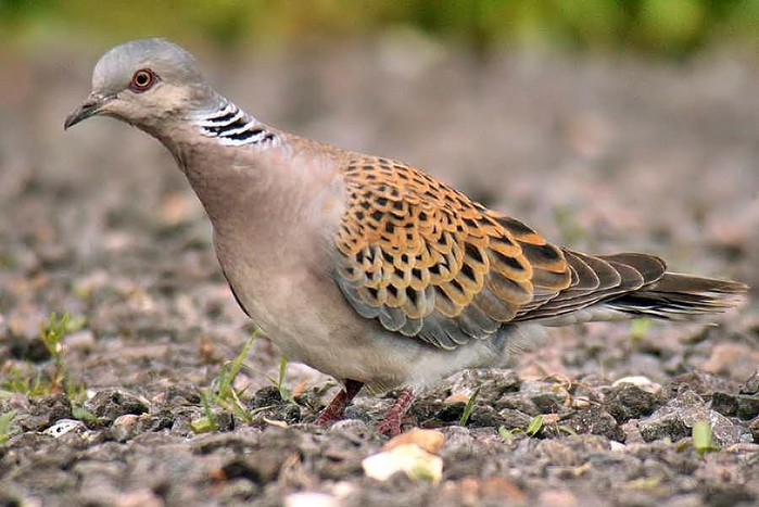 Turtle Dove