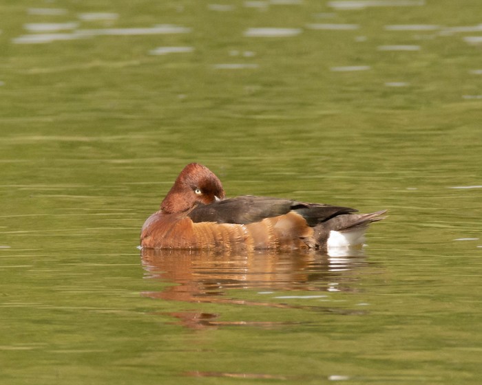 Ferruginous Duck