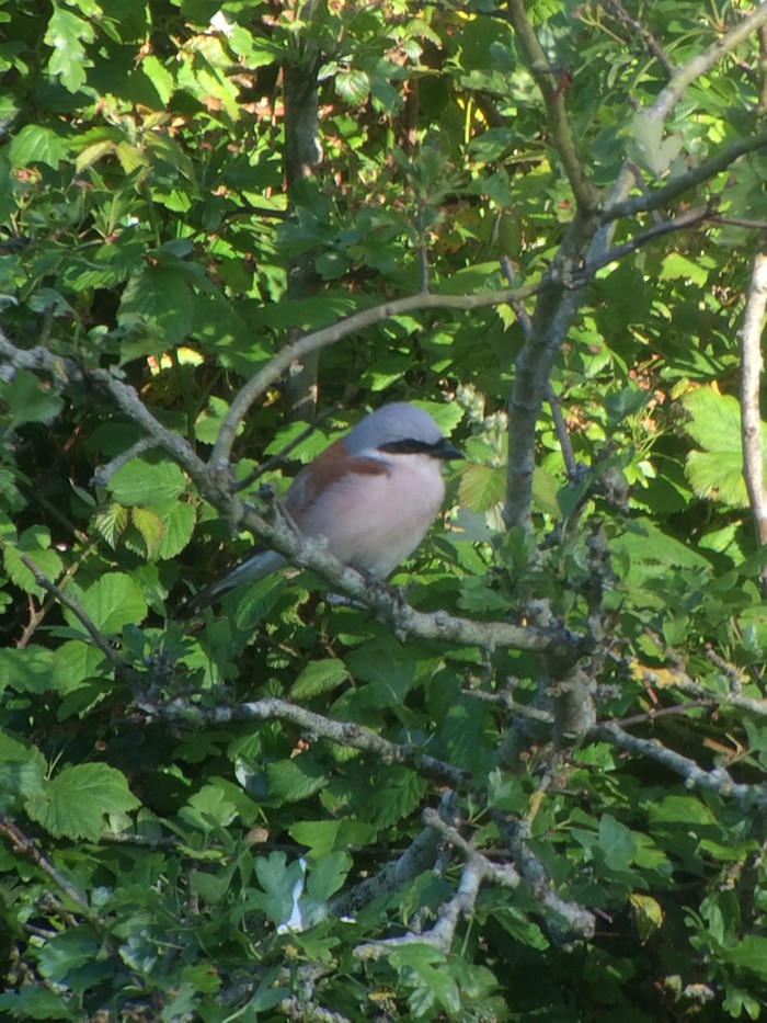 Red-backed Shrike