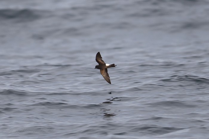 Wilson's Petrel