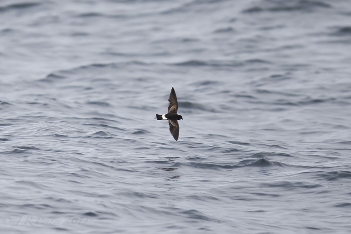 Wilson's Petrel
