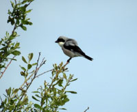 Lesser Grey Shrike