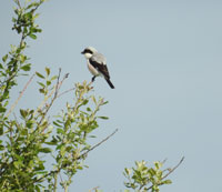 Lesser Grey Shrike