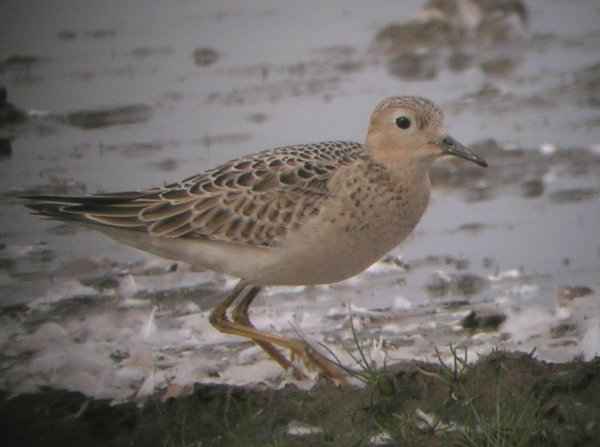 Buff-breasted Sandpiper
