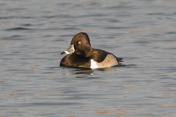 Ring-necked Duck