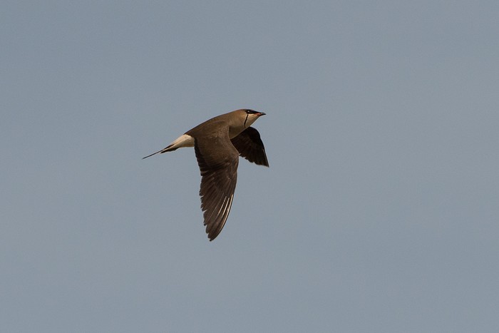 Black-winged Pratincole 