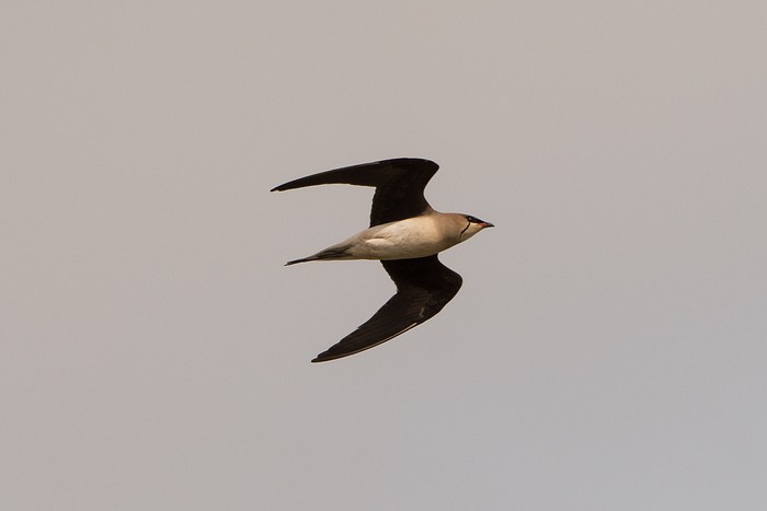 Black-winged Pratincole