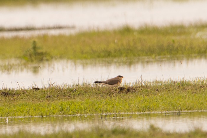 Black-winged Pratincole