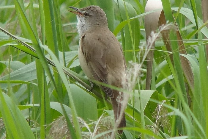 Great Reed Warbler