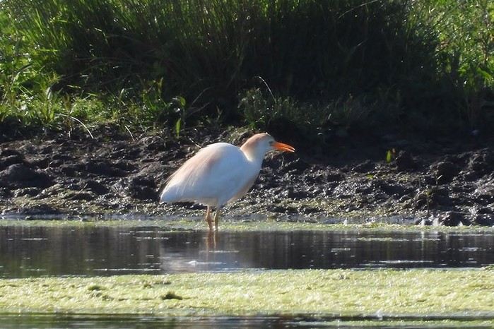 Cattle Egret