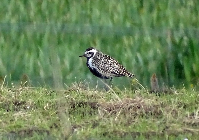 Pacific Golden Plover