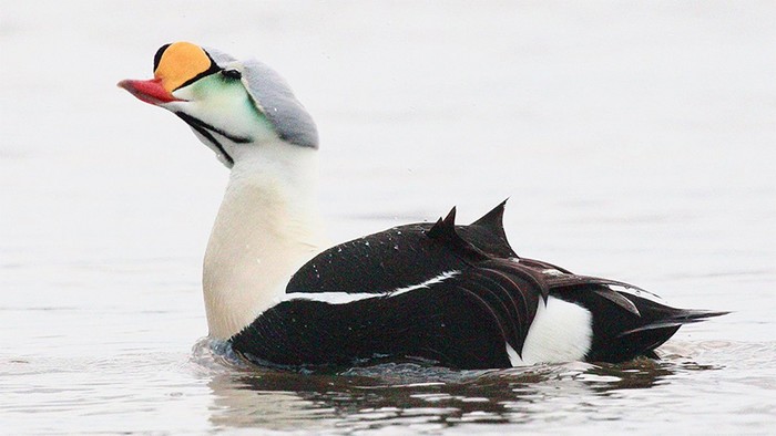 King Eider