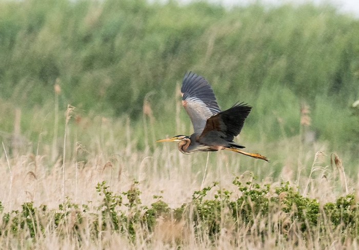 Purple Heron