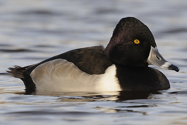 Ring-necked Duck