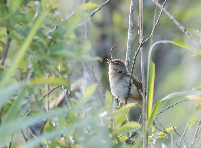 Savi's Warbler
