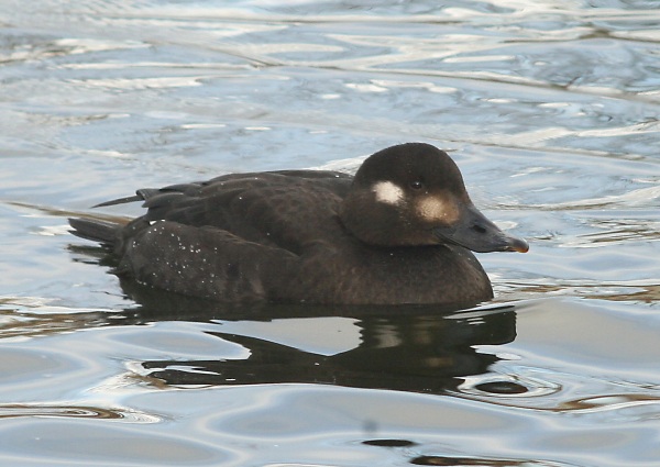 Velvet Scoter