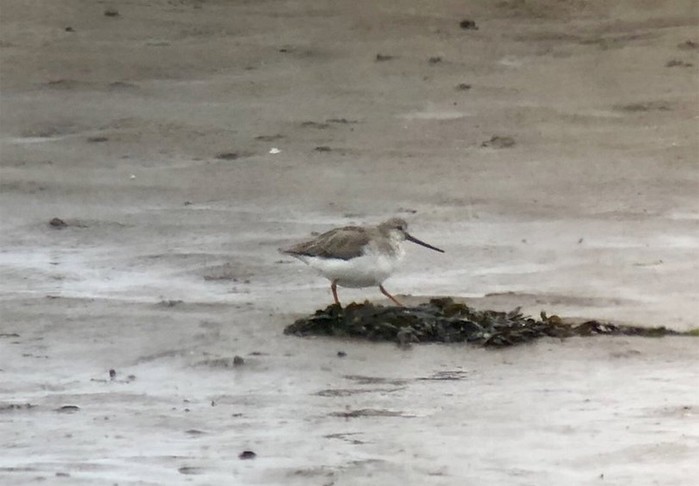 Terek Sandpiper