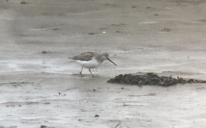 Terek Sandpiper
