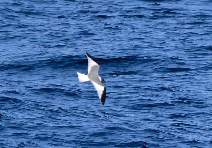 Sabine's Gull
