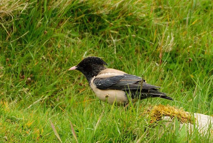 Rose-coloured Starling