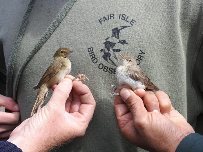 Eastern Olivaceous Warbler