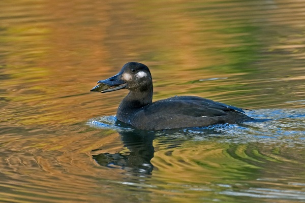Velvet Scoter