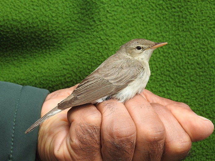Eastern Olivaceous Warbler