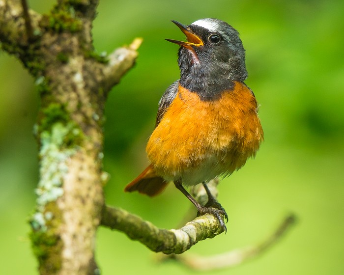 Redstart