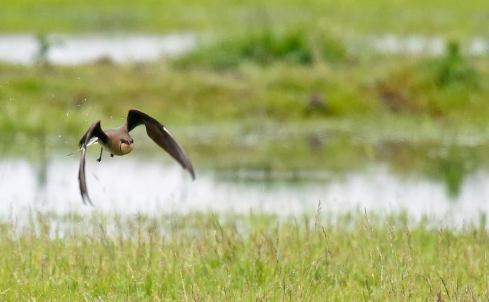Black-winged Pratincole