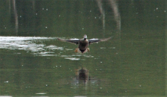 Blue-winged Teal