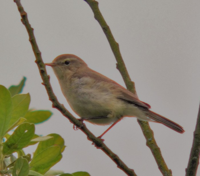 Willow Warbler