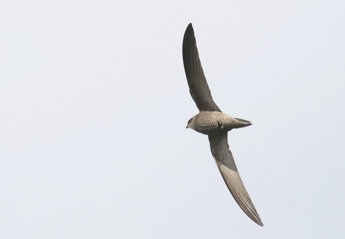 Pallid Swift