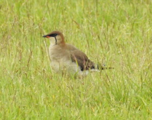 Black-winged Pratincole