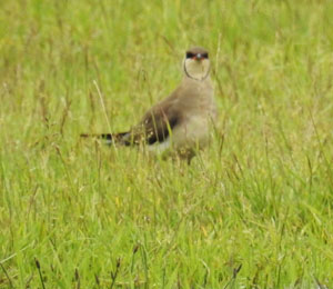 Black-winged Pratincole