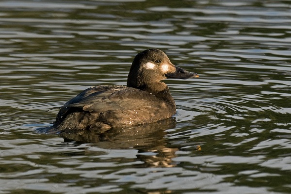 Velvet Scoter