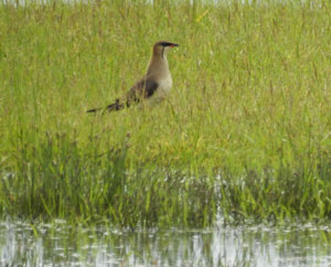Black-winged Pratincole