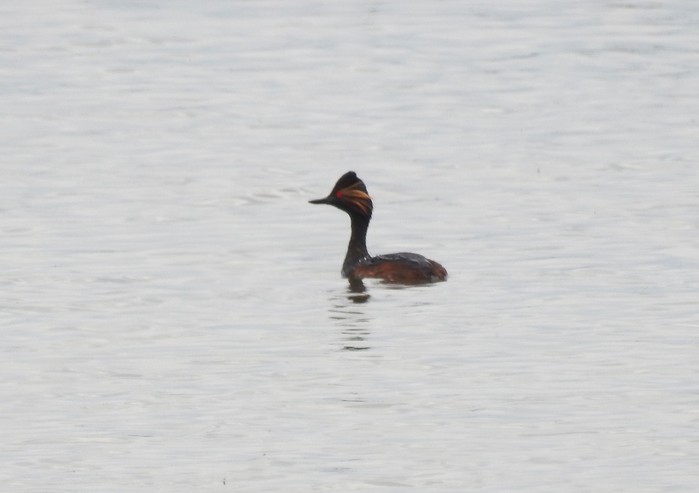Black-necked Grebe