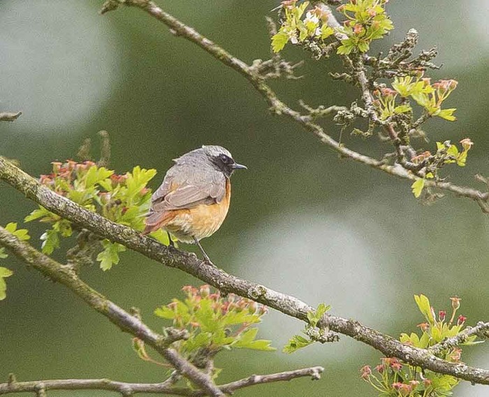 Redstart