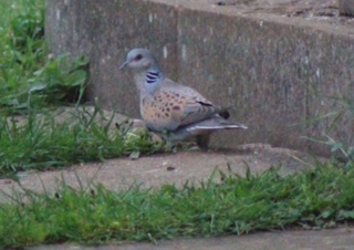 Turtle Dove