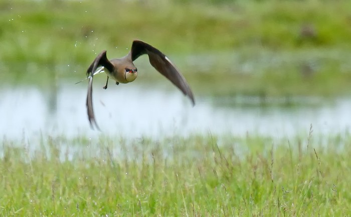 Black-winged Pratincole